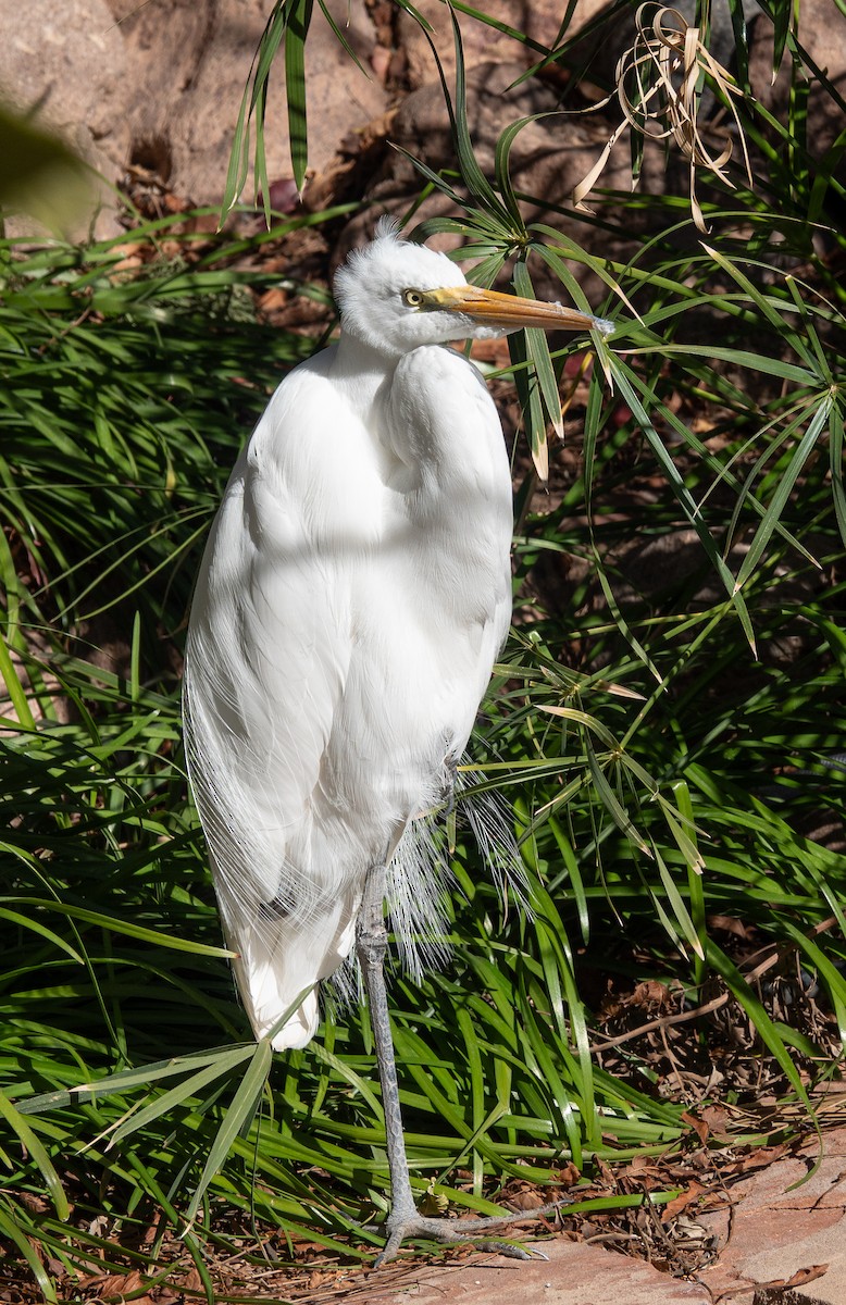 Great Egret - ML646445746