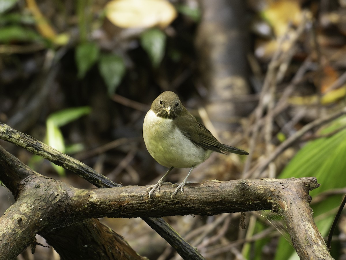 Merle à col blanc - ML646445749