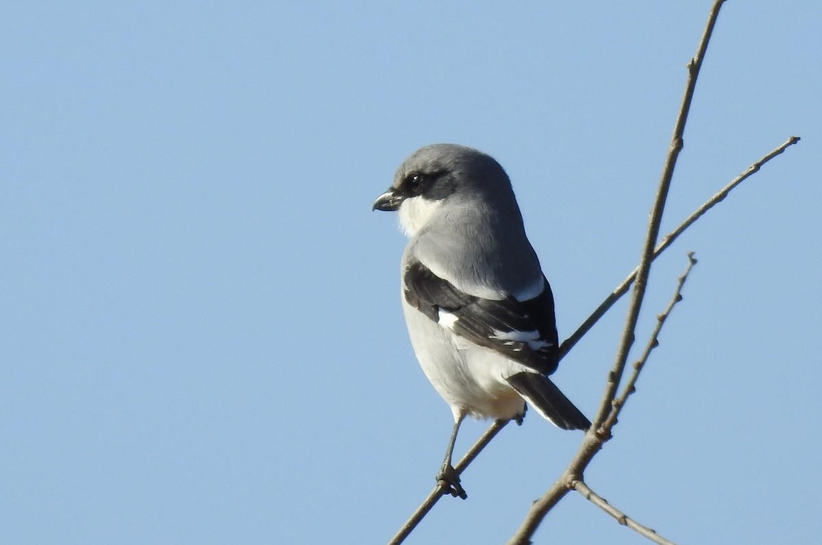 ťuhýk americký - ML646445750