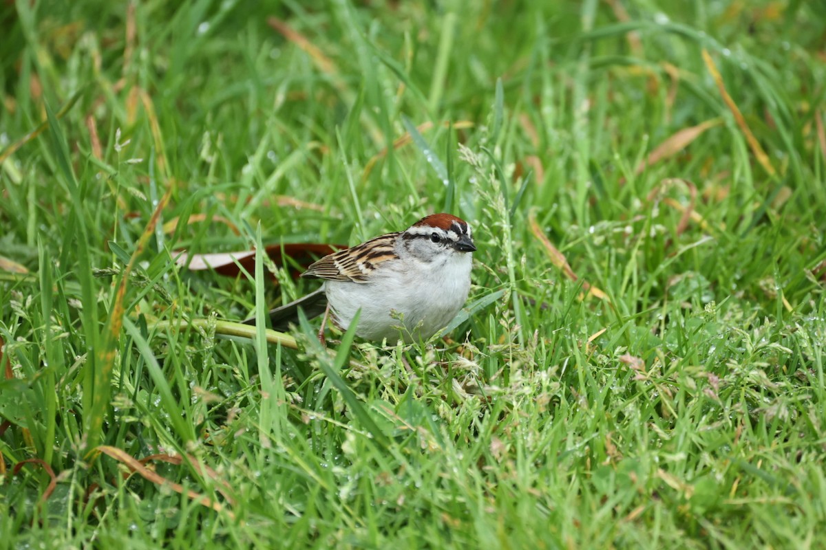 Chipping Sparrow - ML646445751
