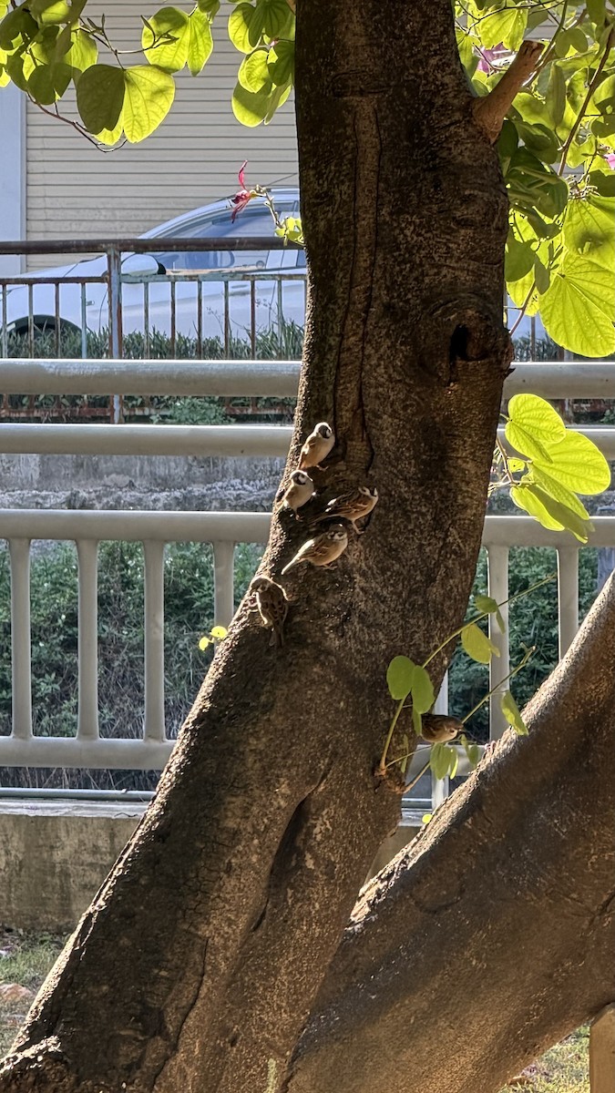 Eurasian Tree Sparrow - ML646445753