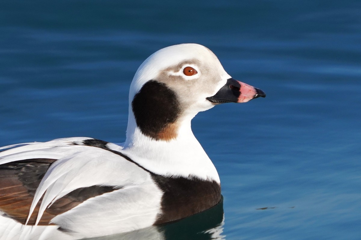 Long-tailed Duck - ML646445754