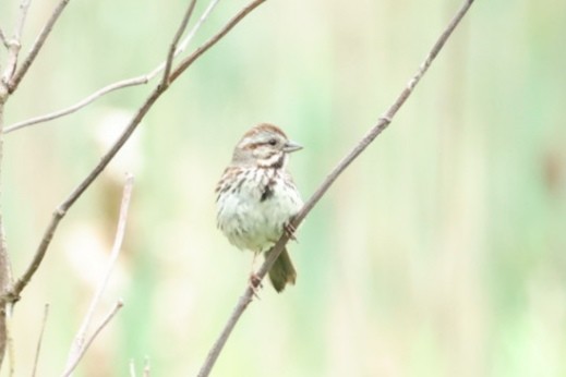 Song Sparrow - ML646445755