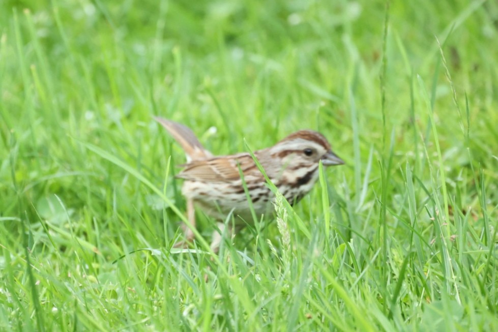 Song Sparrow - ML646445756