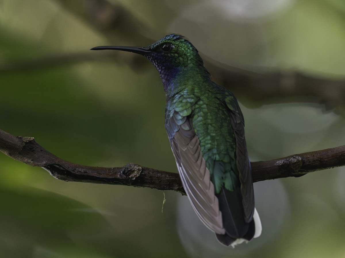 Campyloptère à queue blanche - ML646445759