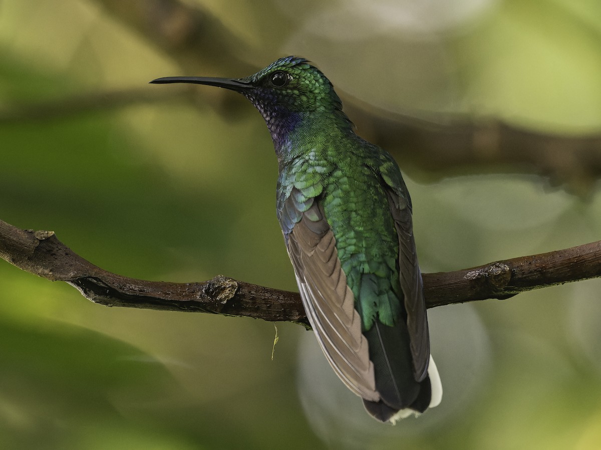 Campyloptère à queue blanche - ML646445760