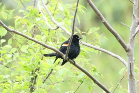 Red-winged Blackbird (Red-winged) - ML646445761