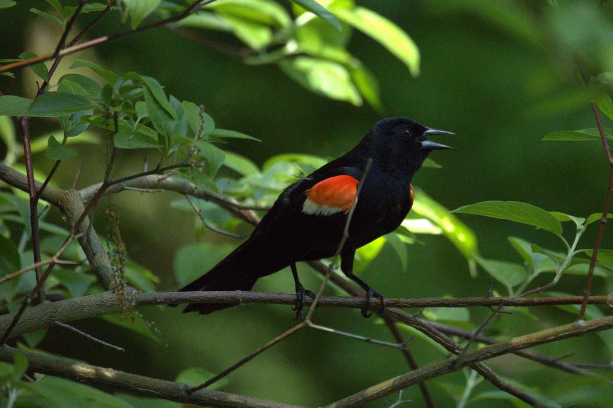 Red-winged Blackbird (Red-winged) - ML646445762