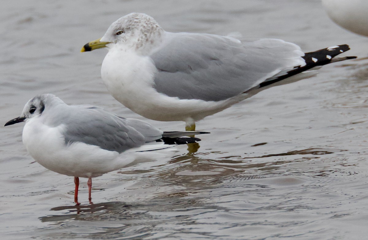 racek kroužkozobý - ML646445763