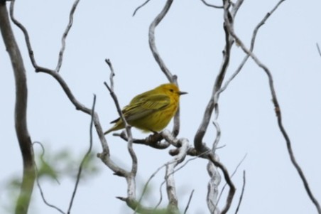 Yellow-rumped Warbler - ML646445764
