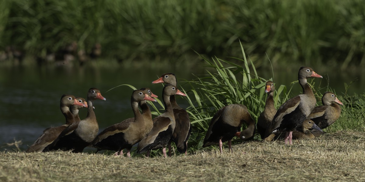Dendrocygne à ventre noir - ML646445767