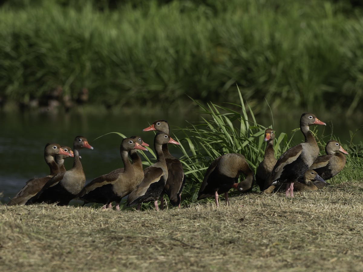 Dendrocygne à ventre noir - ML646445768