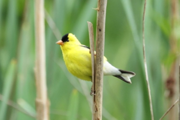 American Goldfinch - ML646445777