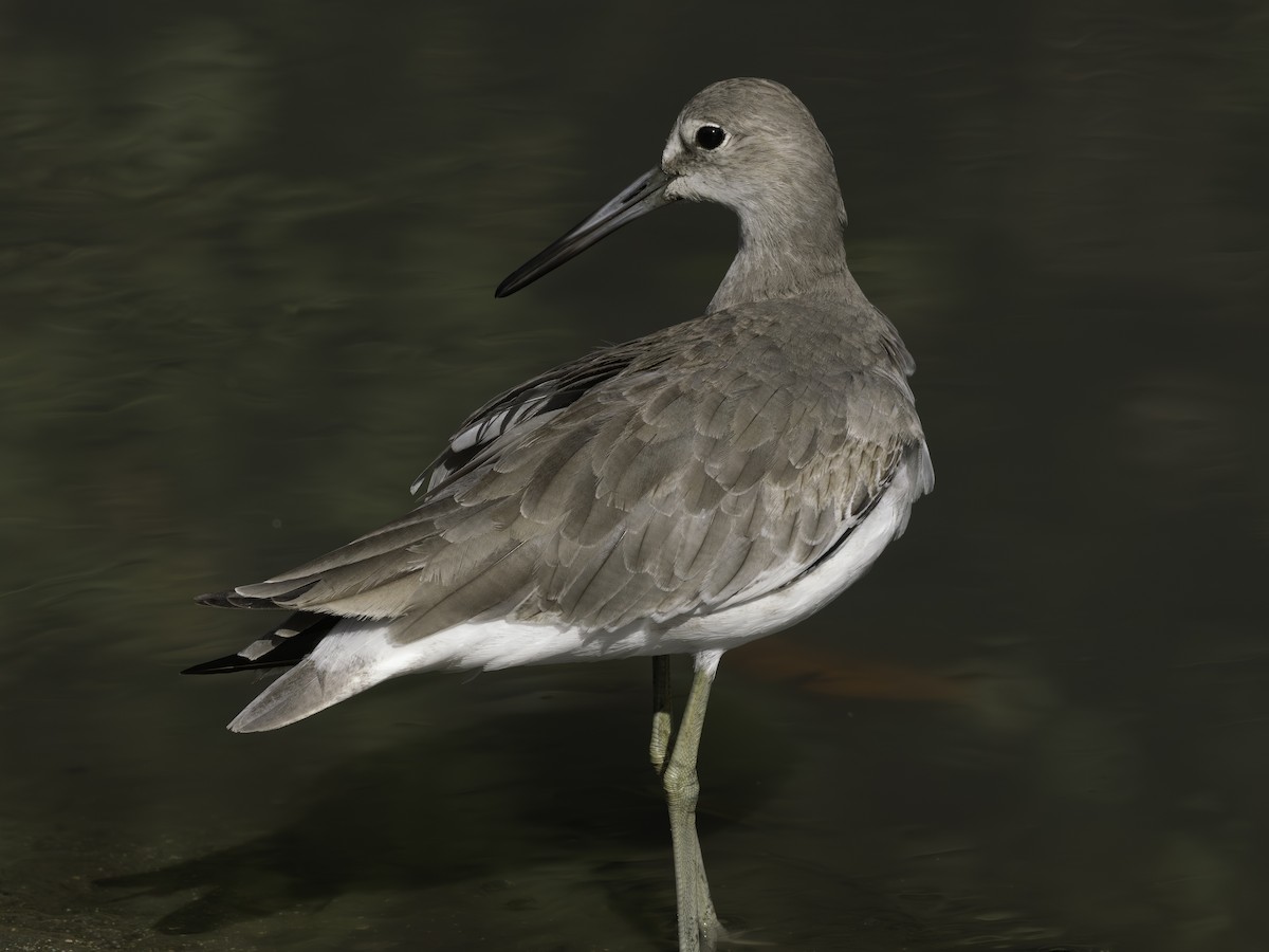 Chevalier semipalmé - ML646445778