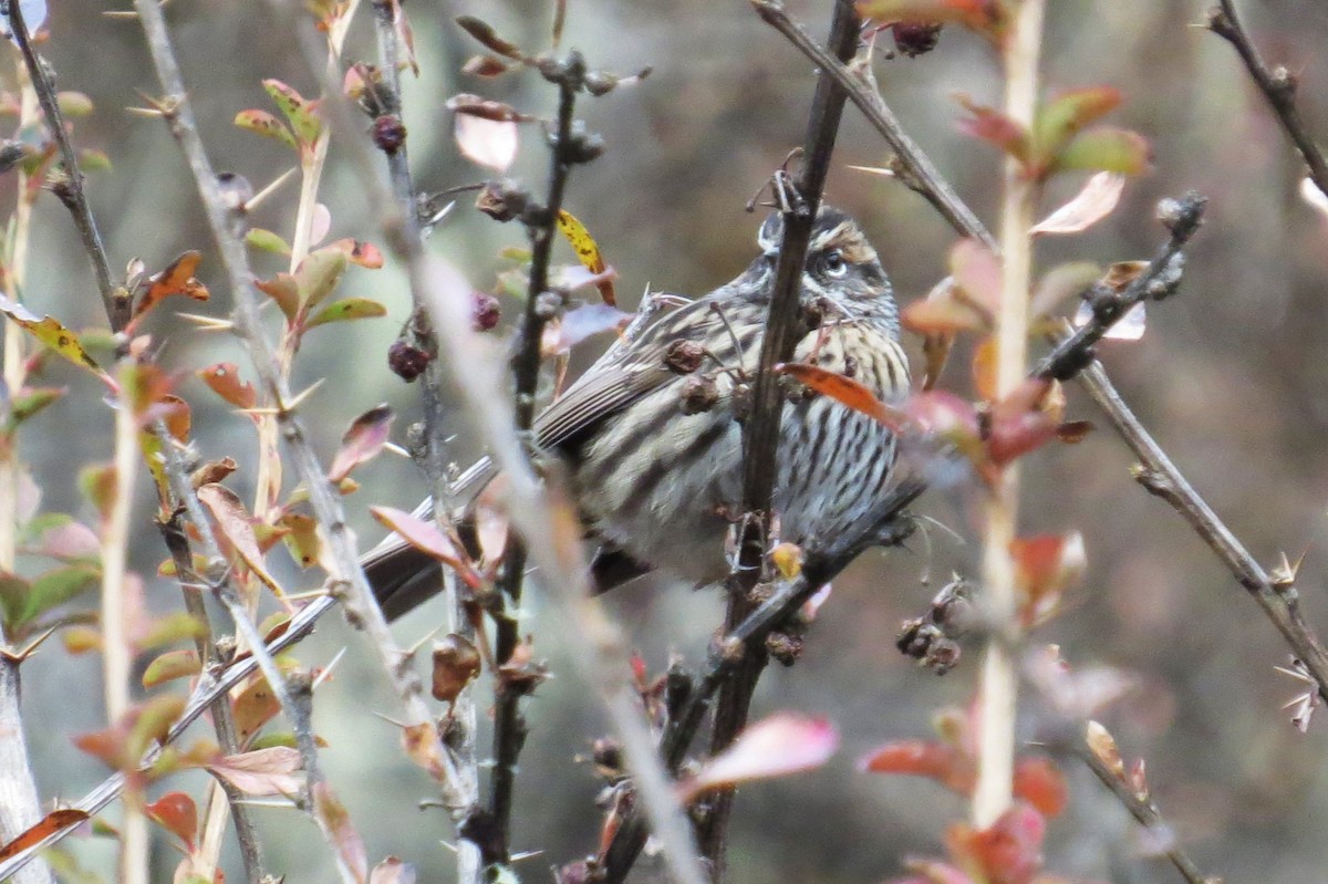 Rufous-breasted Accentor - ML646445779