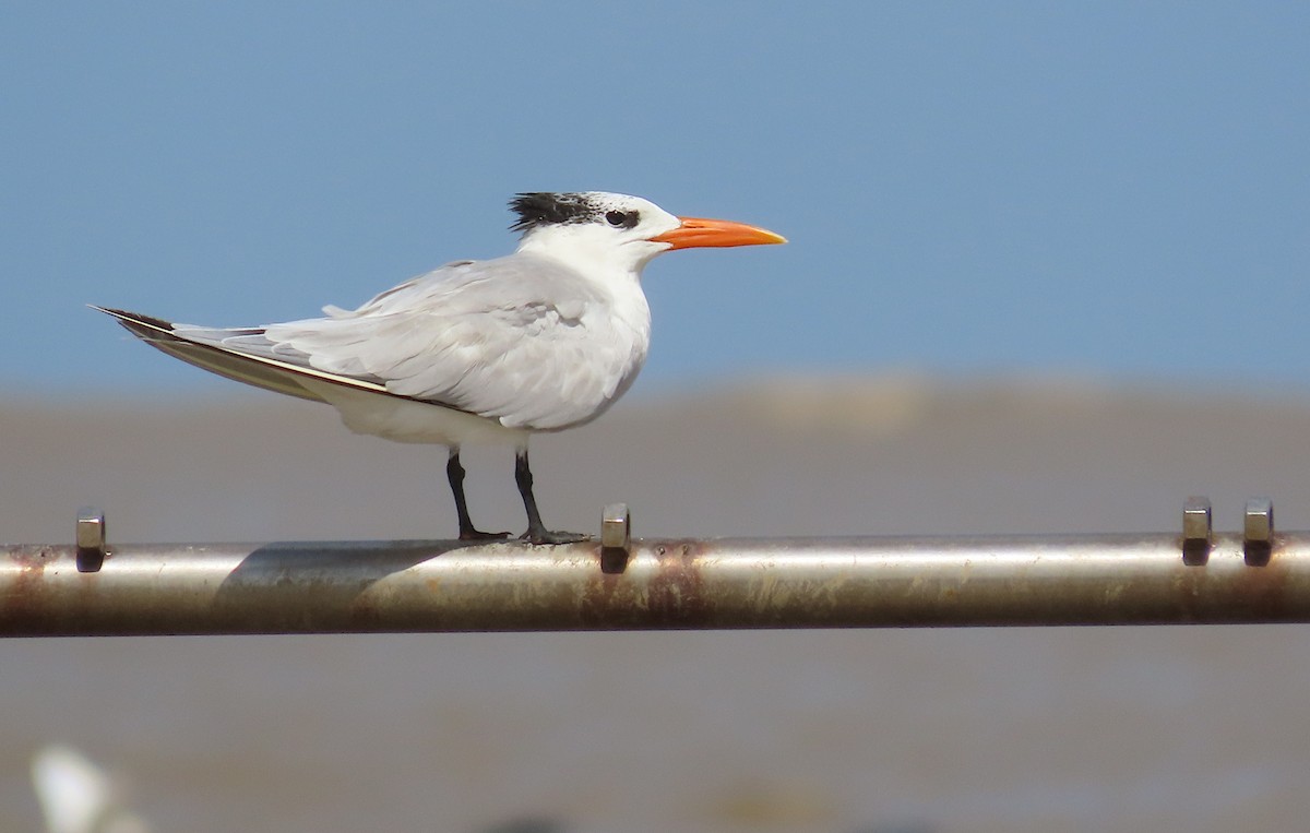 Royal Tern - ML646445781