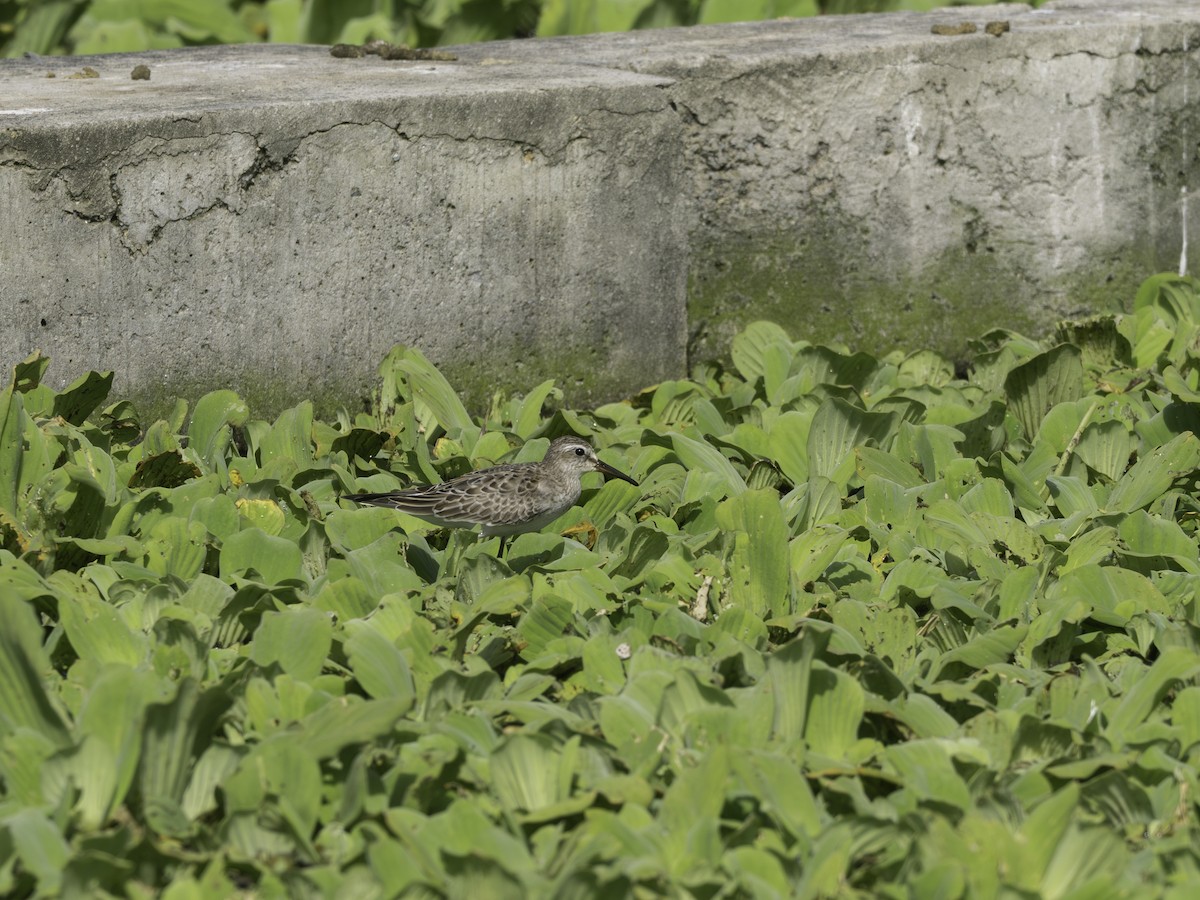Weißbürzel-Strandläufer - ML646445782