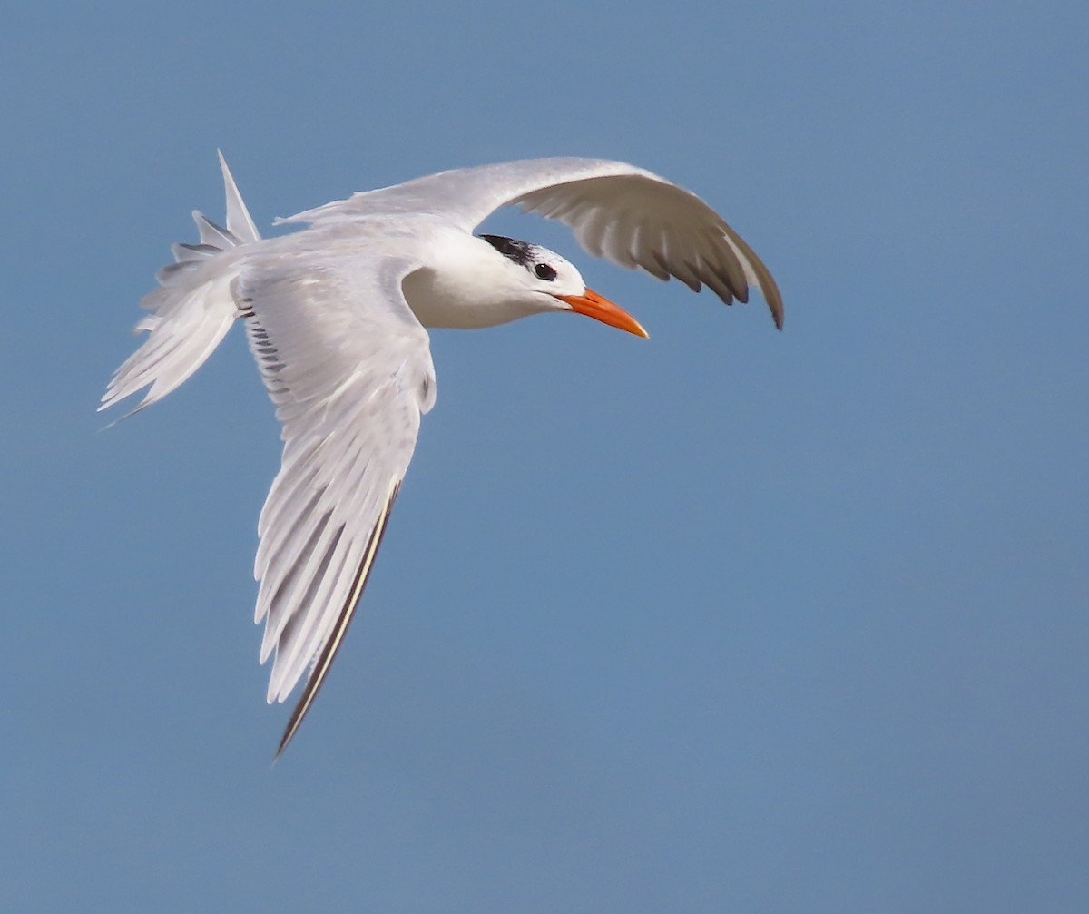 Royal Tern - ML646445783