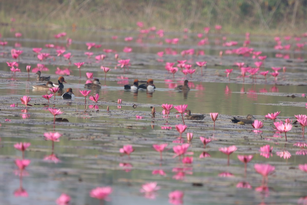 Red-crested Pochard - ML646445784