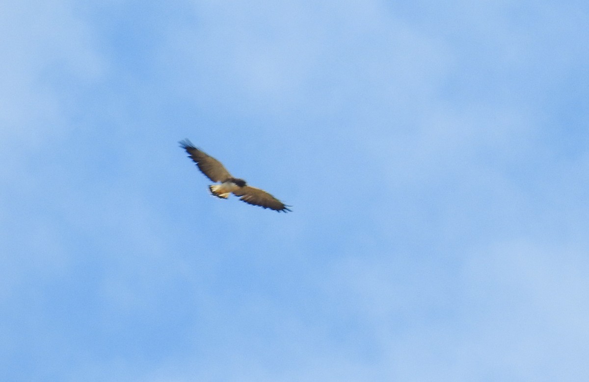 káně pestrá - ML646445785