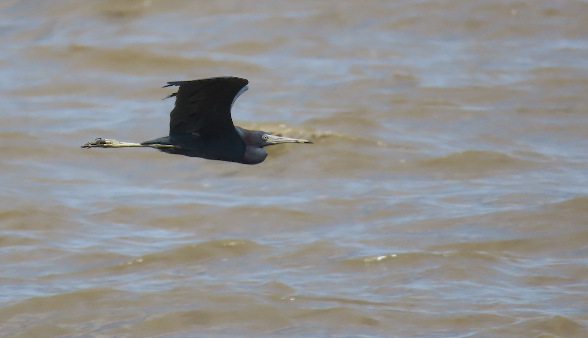 Little Blue Heron - ML646445786