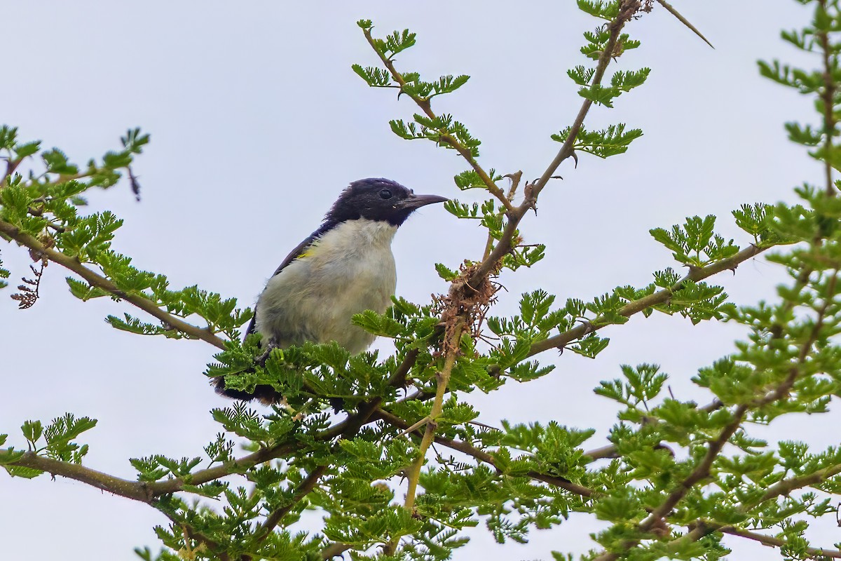 Eastern Violet-backed Sunbird - ML646445788