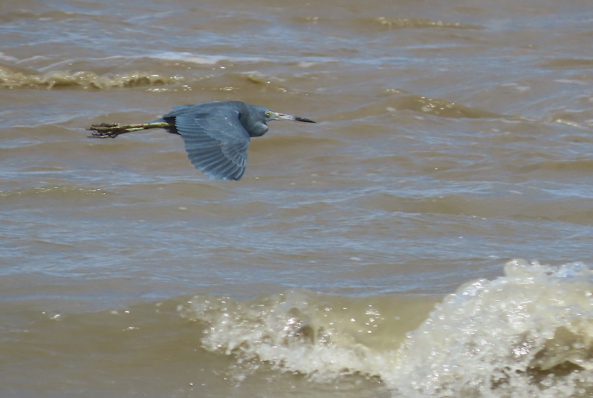 Little Blue Heron - ML646445789