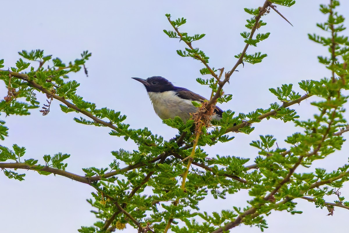 Eastern Violet-backed Sunbird - ML646445791