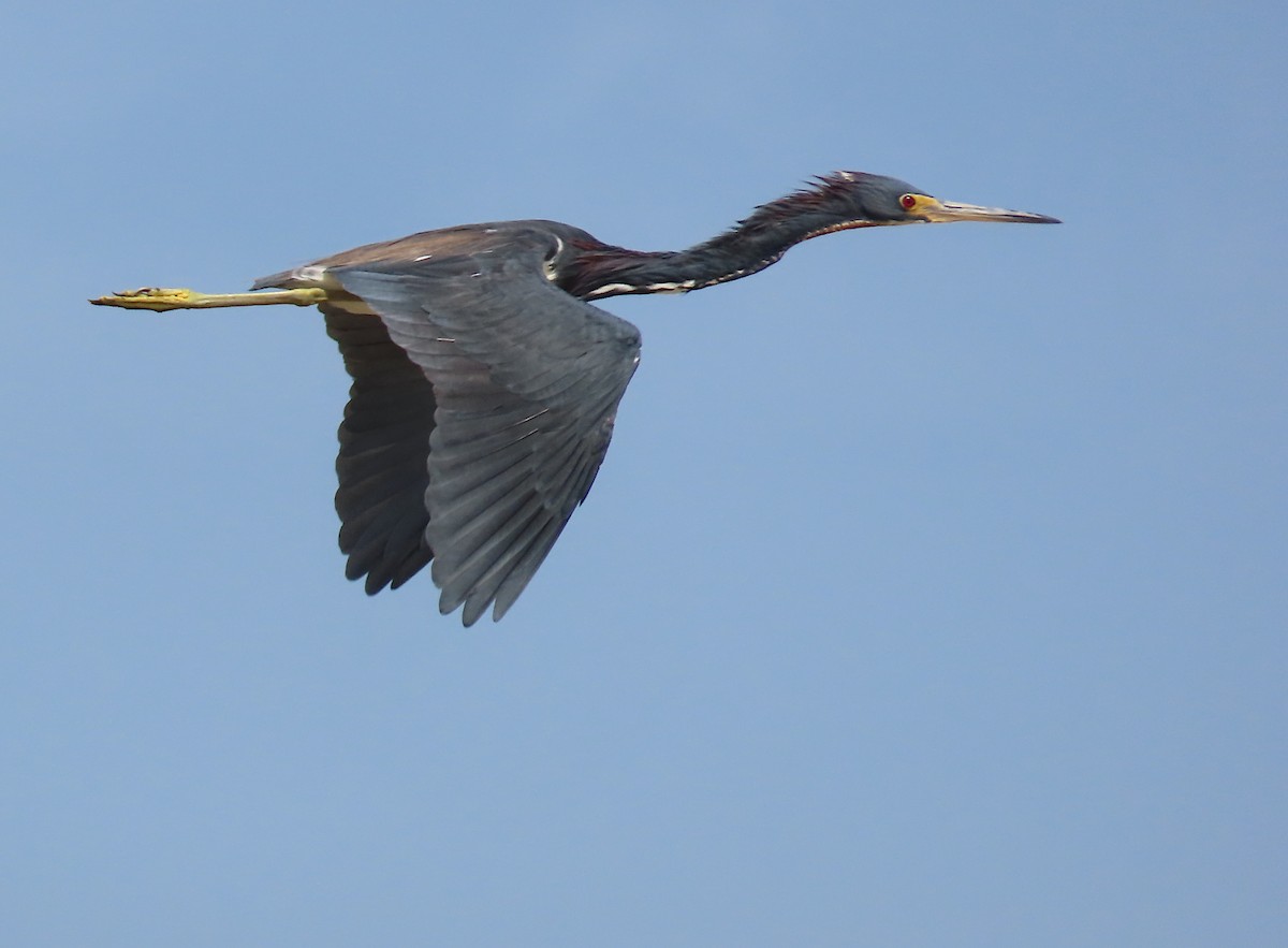 Tricolored Heron - ML646445794