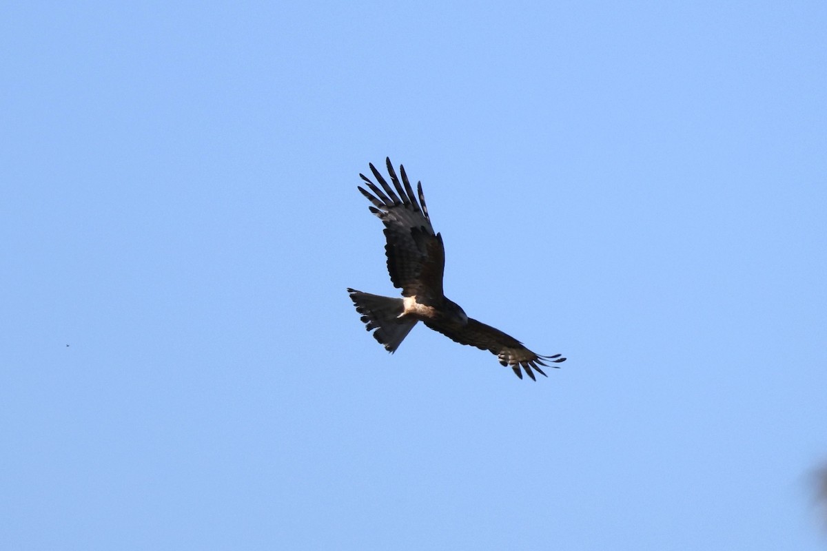 Square-tailed Kite - ML646445796