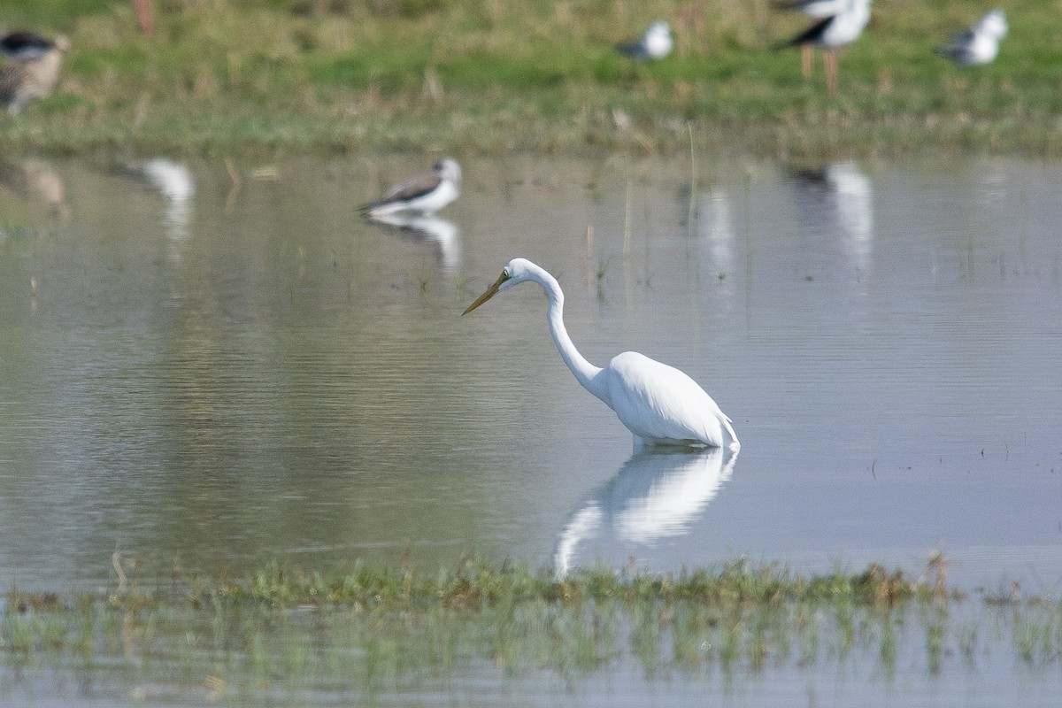 Koartza zuria - ML646445800