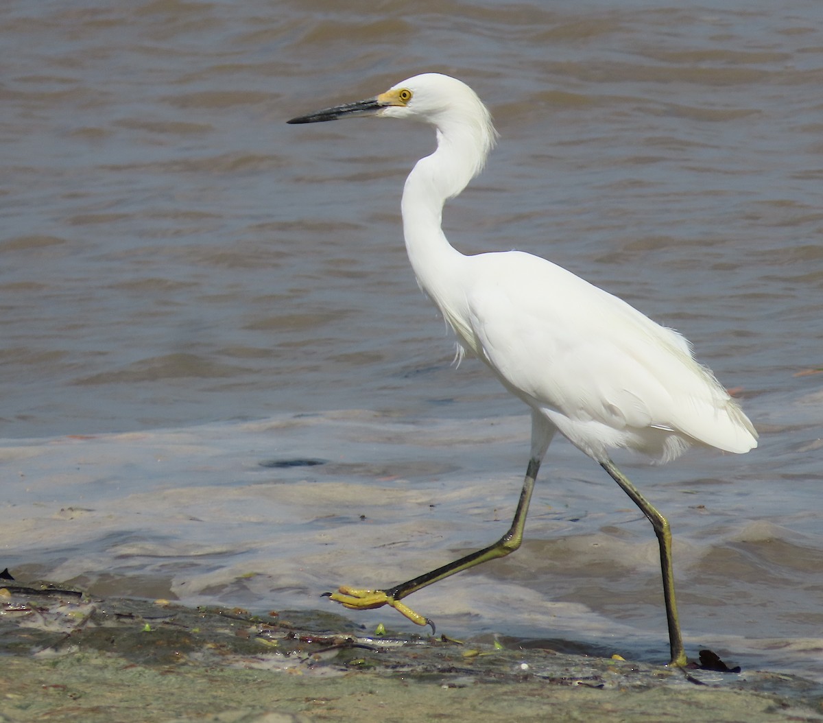 Snowy Egret - ML646445803