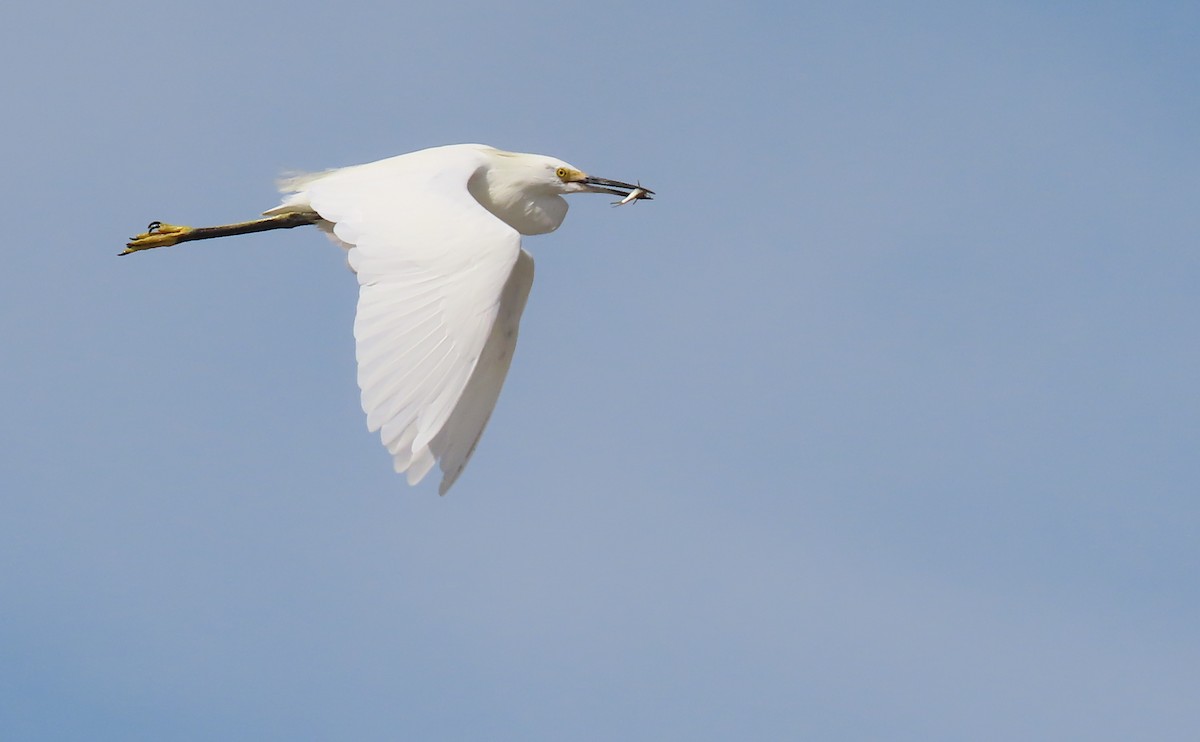 Snowy Egret - ML646445804