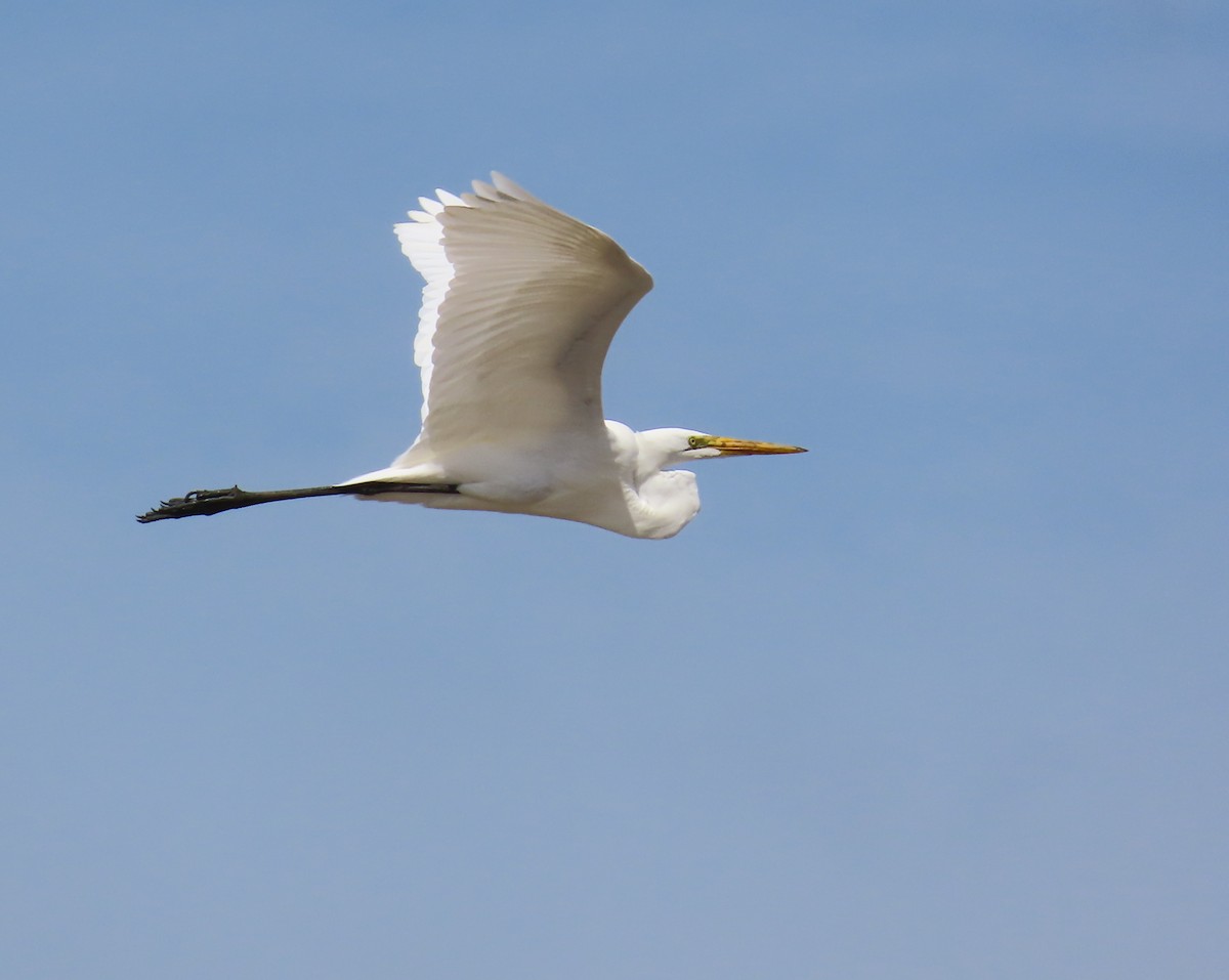 Great Egret - ML646445806