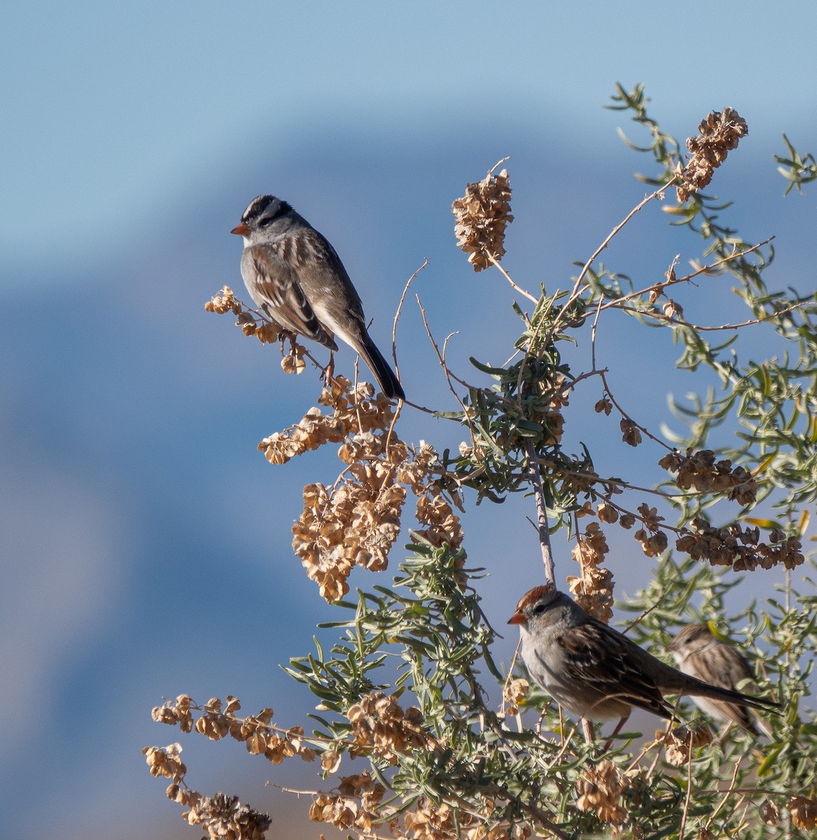 White-crowned Sparrow - ML646445807