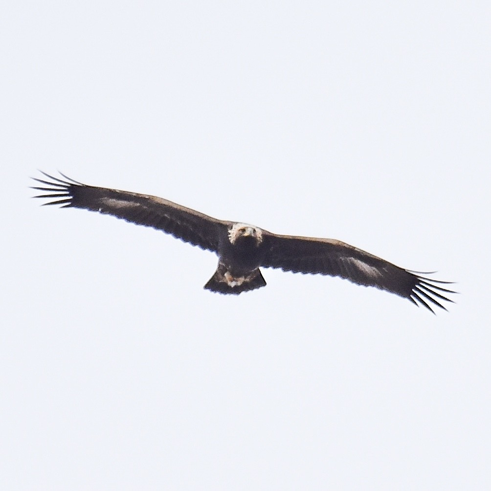 Golden Eagle - ML646445812