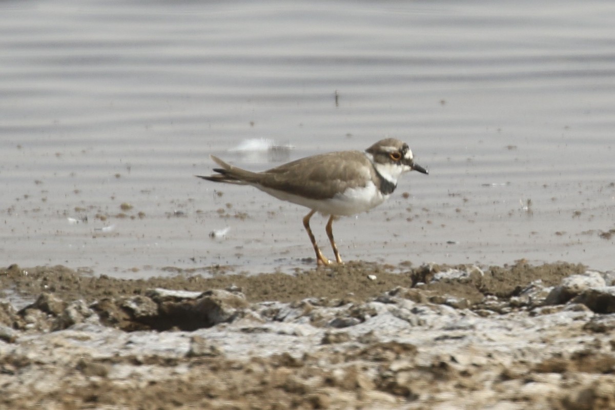 Little Ringed Plover - ML646445814