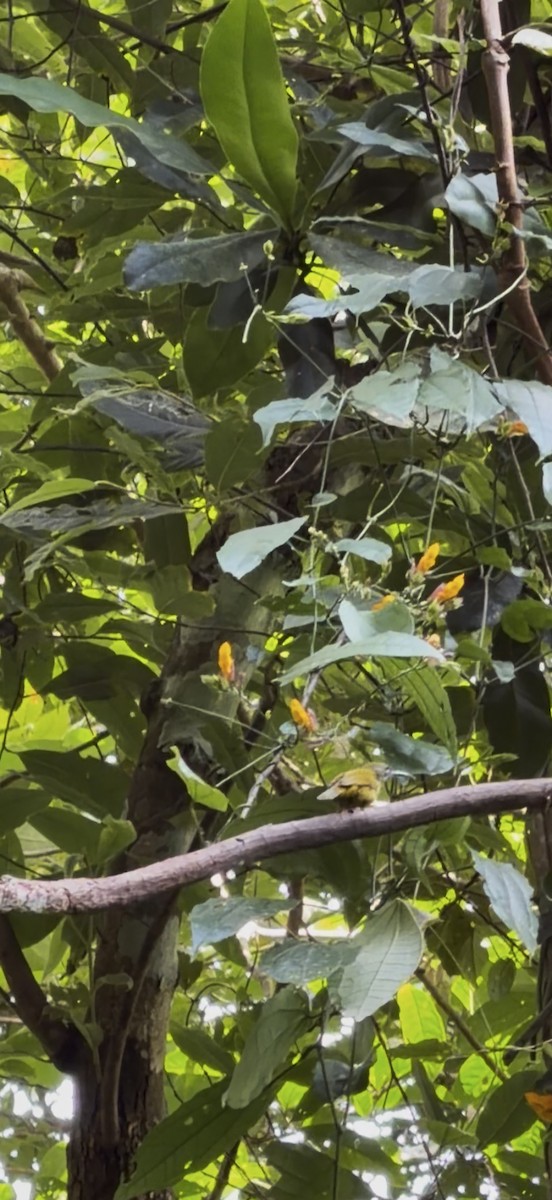 Streaked Spiderhunter - ML646445819