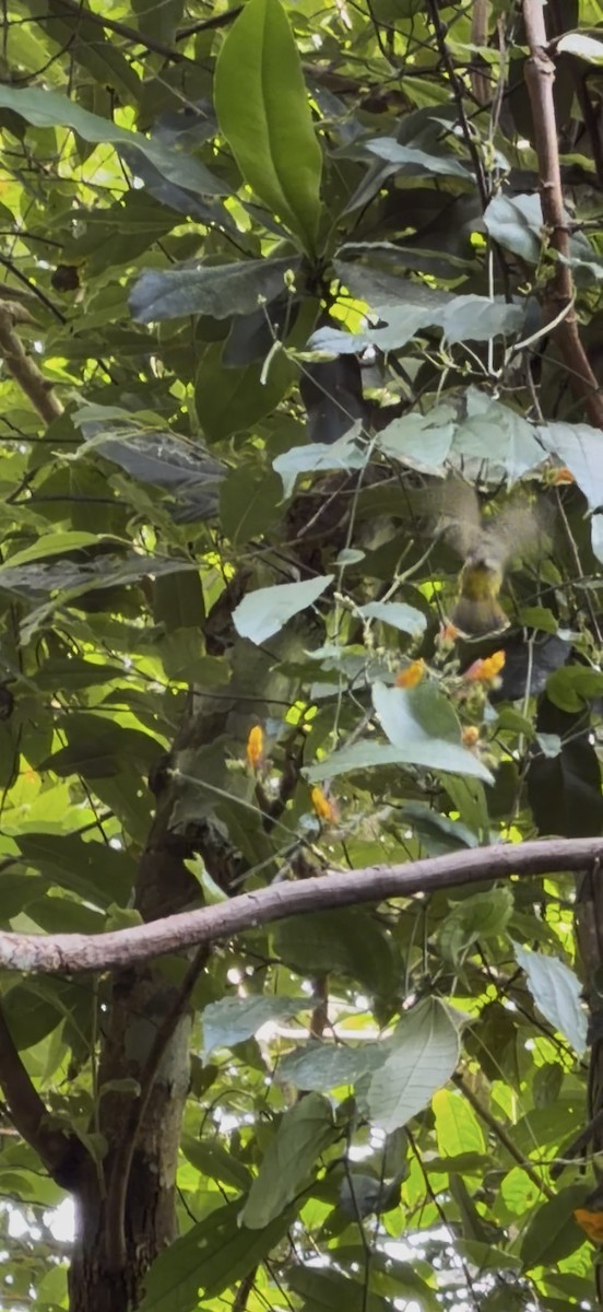 Streaked Spiderhunter - ML646445823