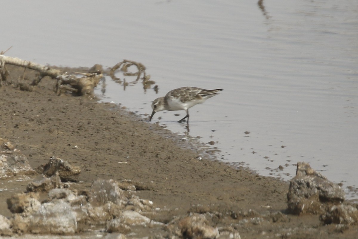 ヨーロッパトウネン - ML646445825