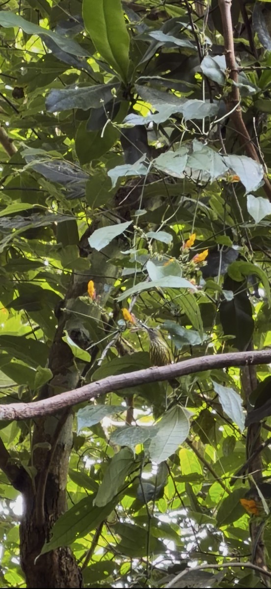 Streaked Spiderhunter - ML646445826