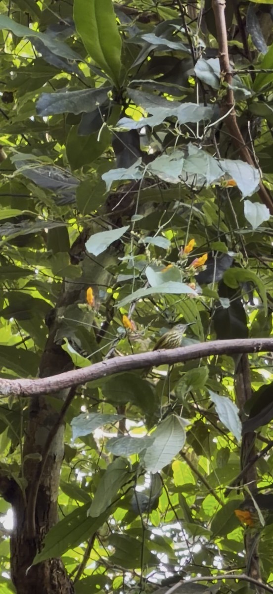 Streaked Spiderhunter - ML646445830