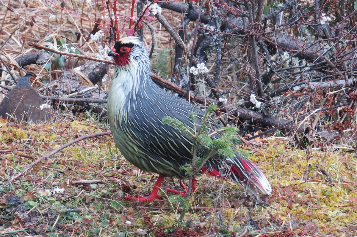 bažant krvavý - ML646445832