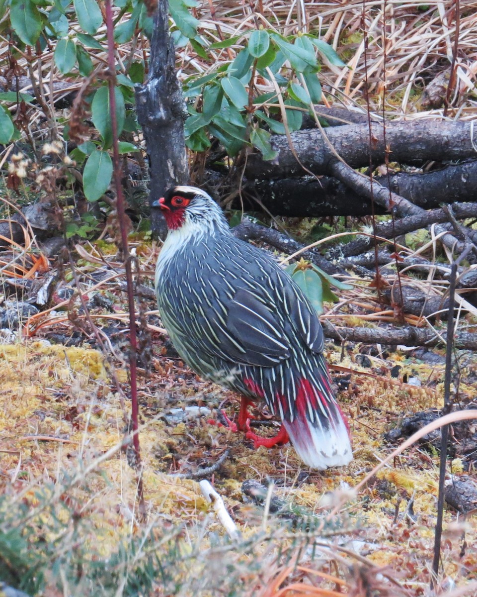 bažant krvavý - ML646445844