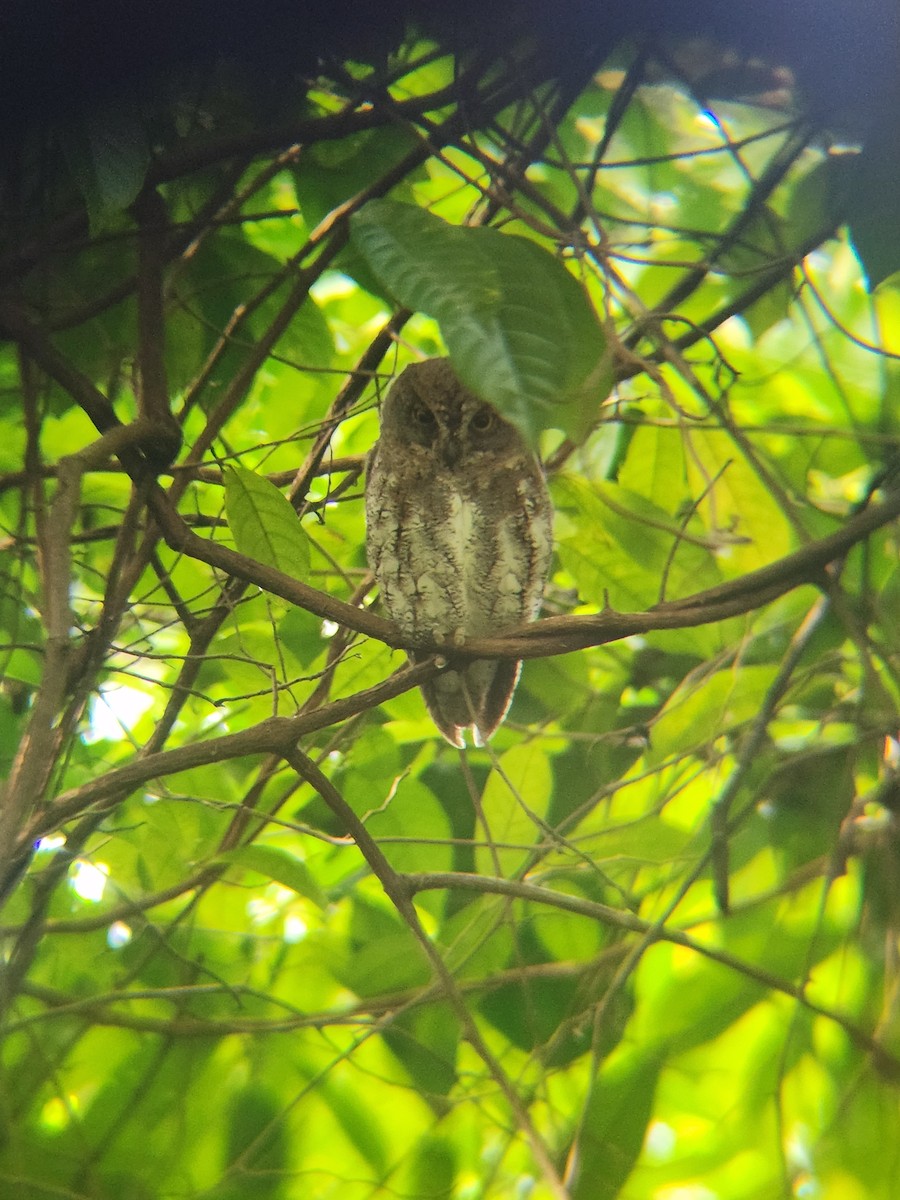 Oriental Scops-Owl - ML646445845