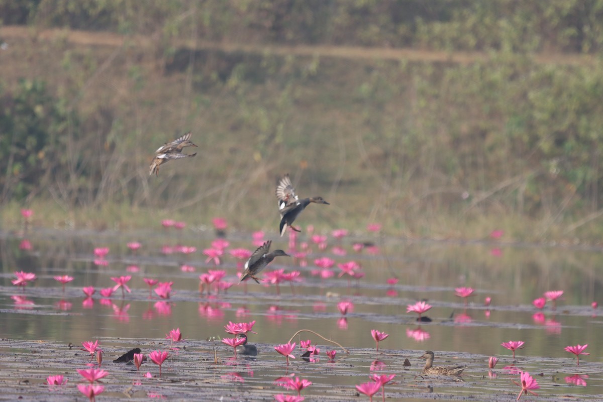 Gadwall - ML646445846
