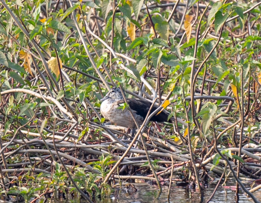 Knob-billed Duck - ML646445847