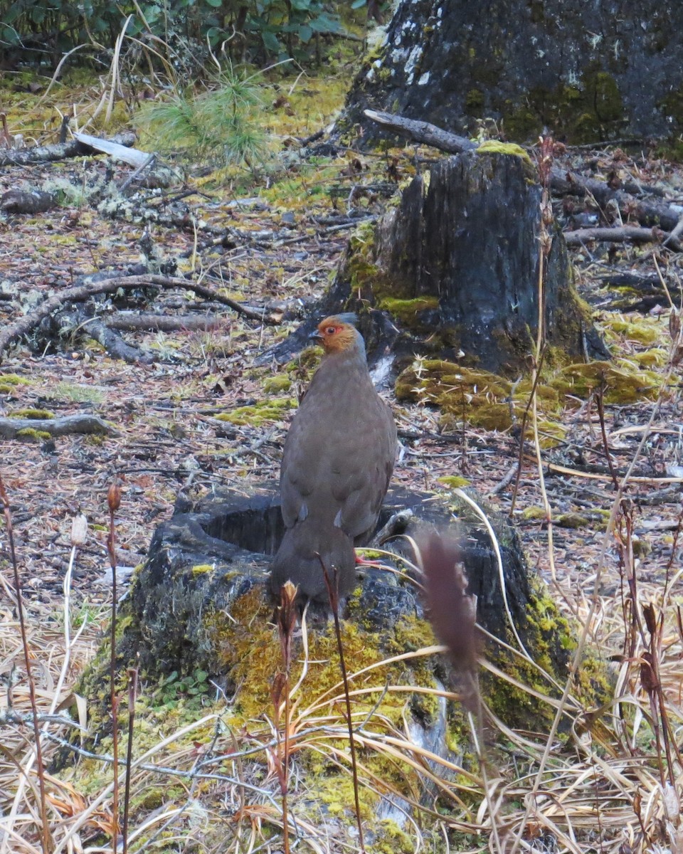 bažant krvavý - ML646445849