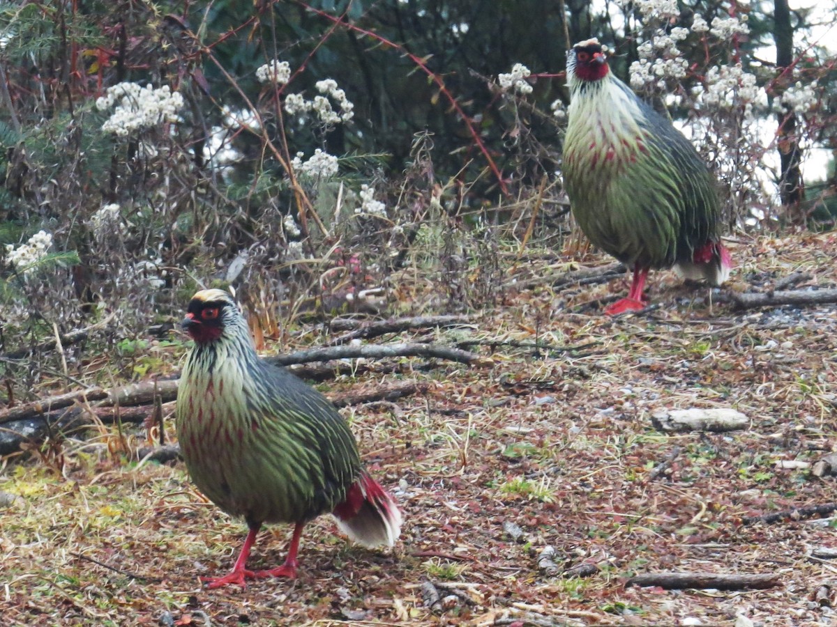 bažant krvavý - ML646445851