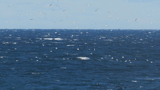 Northern Gannet - ML646445852